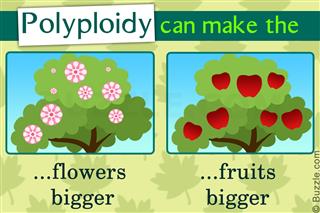 Horticulture Groundwork: Benefits of Polyploidy in Plants