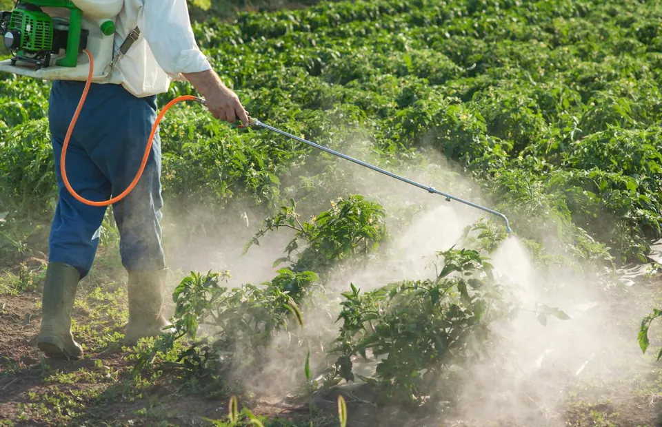 A person sprays a mist over rows of green leafy plants in a sunny field.