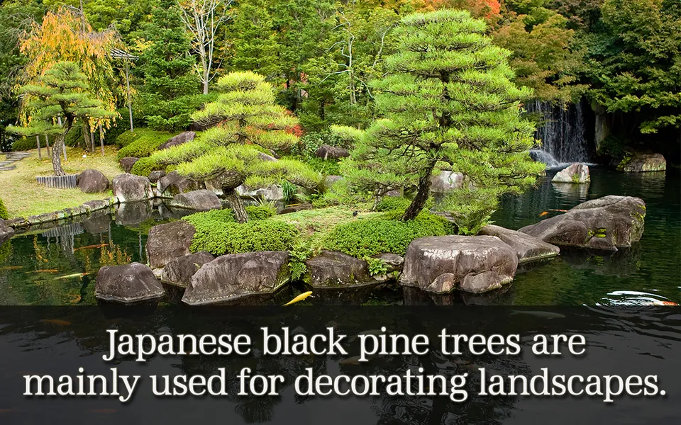 Manicured Japanese black pine trees grow on a rocky island in a koi pond with a waterfall in the background.