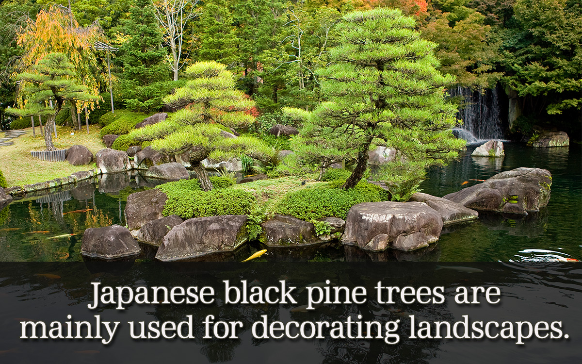 Types of Black Pine Trees