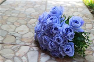 Mystifying Information About Blue-colored Roses