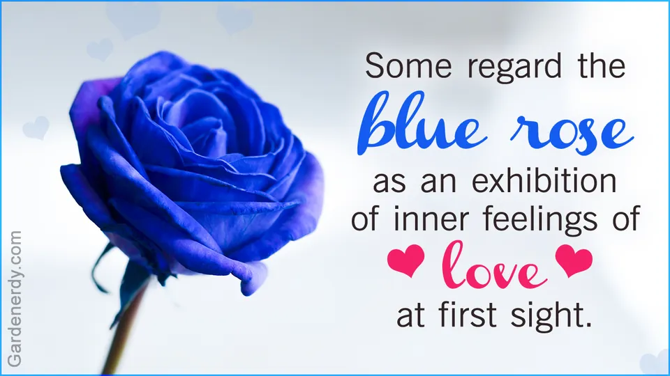 A close-up of a blue rose bloom on a stem against a white background with faint heart shapes.