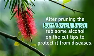 A red bottlebrush flower hangs from a branch with green leaves against a blurred green background.