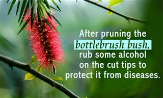 A Guide to Pruning And Taking Care of Bottlebrush Bushes