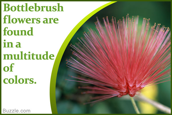 Information About the Astonishingly Beautiful Bottlebrush Tree