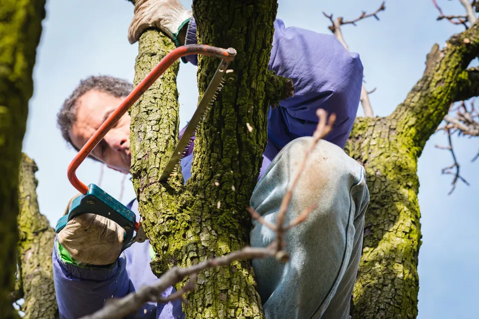 A gardener uses a hand saw to prune a mossy tree branch against a clear blue sky.