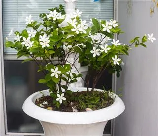 A potted Bridal Veil plant with clusters of small white flowers sits near a window with blinds.