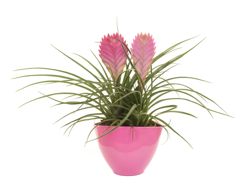 A potted bromeliad with long green leaves and pink flower spikes sits in a bright pink pot against a white background.