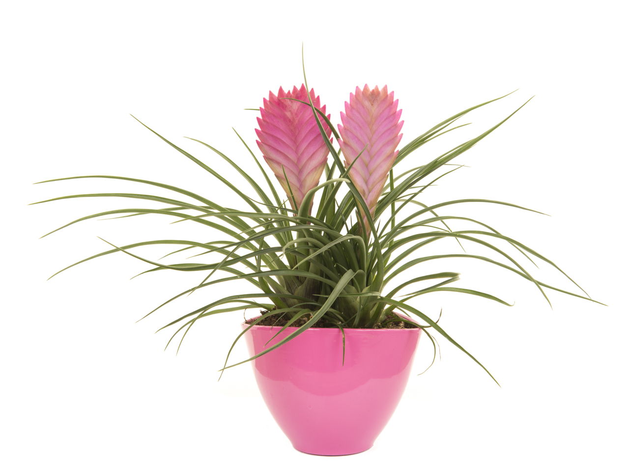 Care Instructions You Must Know for the Bewitching Bromeliad