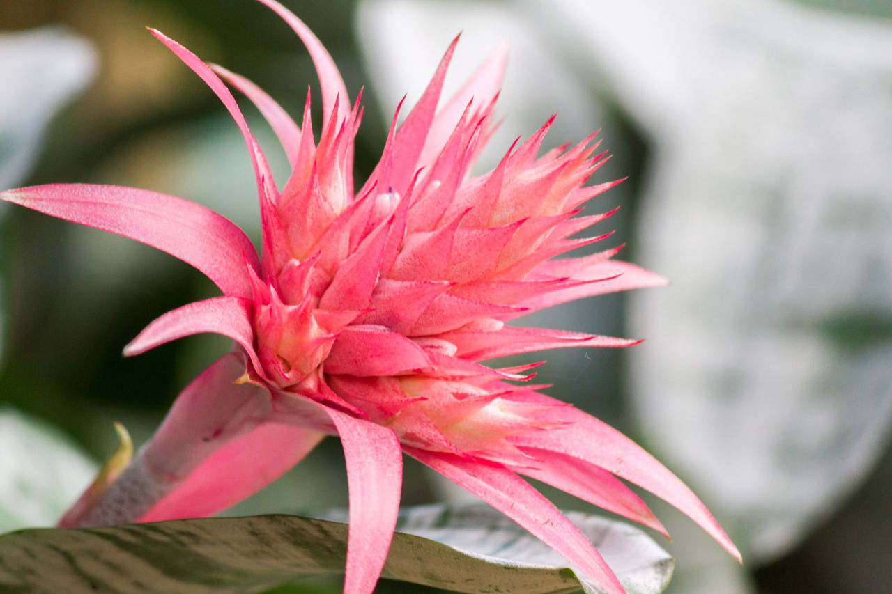 Various Types of Bromeliad That Can Be Grown Indoors and Outdoors