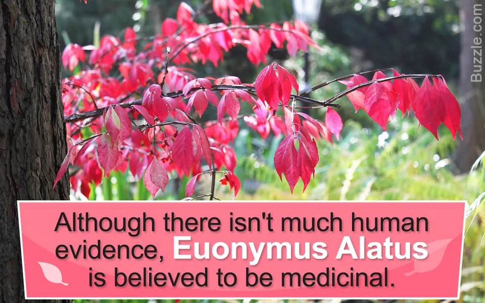 Vibrant red leaves of a Burning Bush shrub growing alongside a tree trunk in a blurred garden setting.