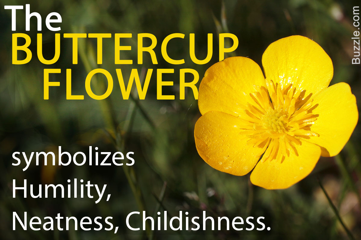 Information About the Sunny Yellow and Cheerful Buttercup Flowers