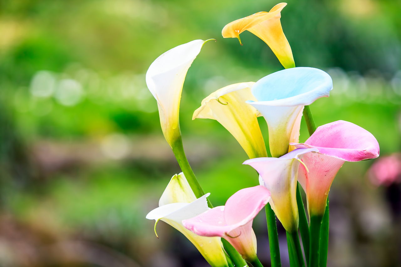 Interesting Legends Behind the Meaning of the Calla Lily