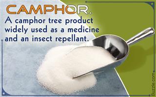 The Price of Goodness: Common Problems Affecting Camphor Trees