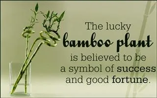 A spiral-stemmed lucky bamboo plant stands in a clear glass vase against a pale green background with text about its symbolism.