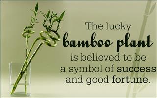 Treat Them Right: Know How to Care for Indoor Bamboo Plants