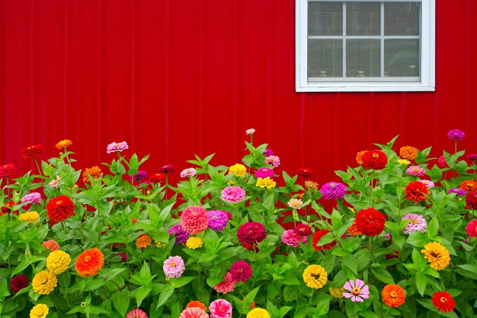 Colorful zinnia flowers bloom in a garden bed against a red corrugated metal wall with a white window.