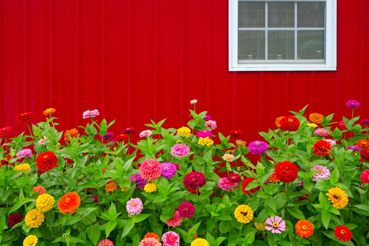 With This Useful Guide, Caring for Zinnia Flowers is Now Very Easy