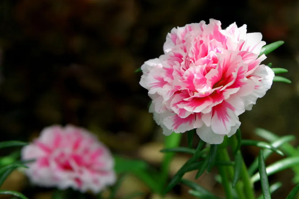 Close-up of a pink and white carnation bloom with green leaves and a blurred background flower.