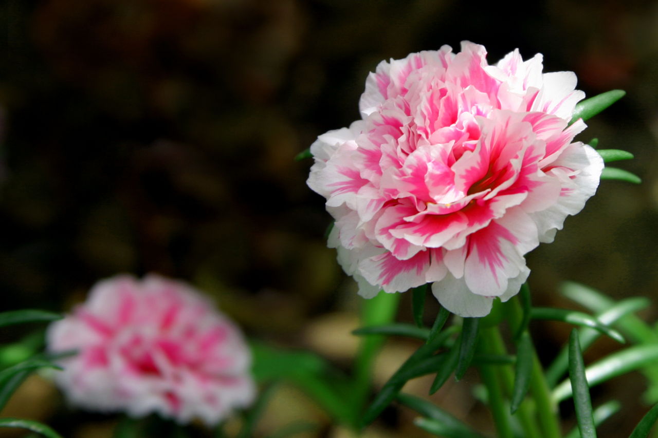 Meanings of Carnation Flowers of Different Colors: Just Fascinating!