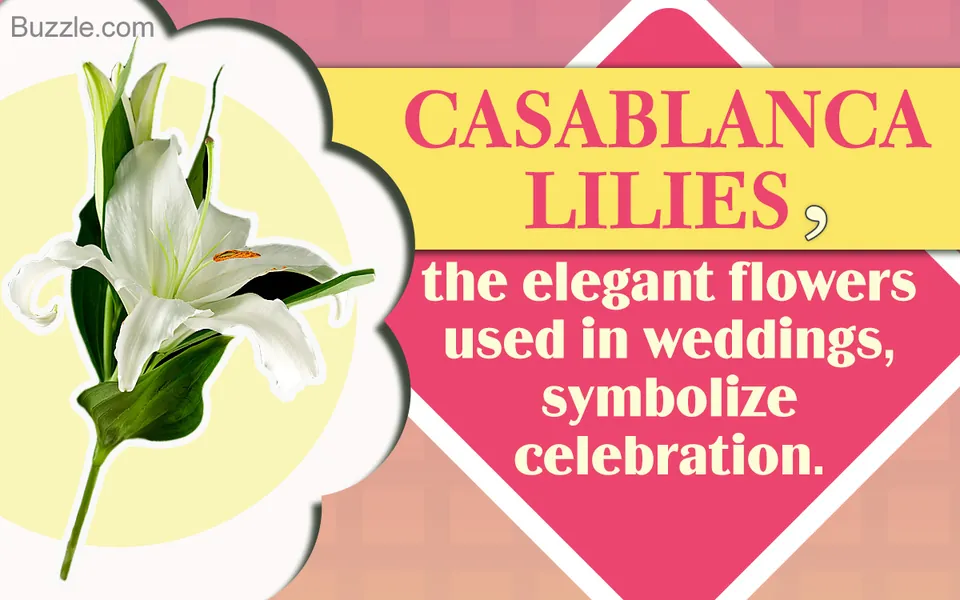 A white Casablanca lily with green leaves is displayed on the left side of a graphic with pink and yellow text.