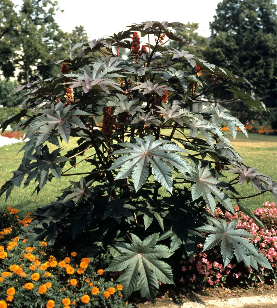 A large castor bean plant with dark, palmate leaves and red flower spikes grows in a garden bed surrounded by orange and pink flowers.