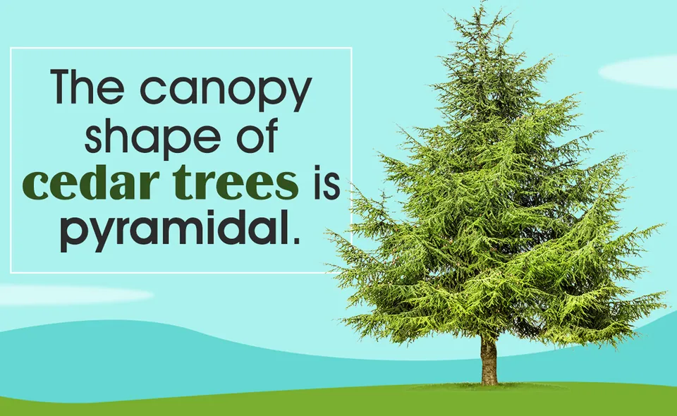 A cedar tree with a pyramidal canopy stands on a green hill against a light blue sky background.