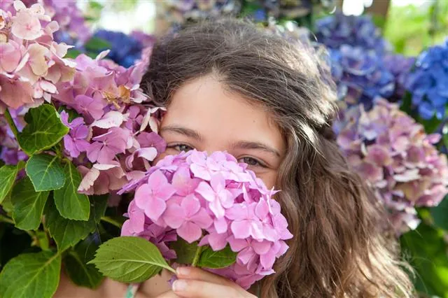 Girl holding pink hydrangeas in front of her face surrounded by blue and purple hydrangea blooms in a garden.