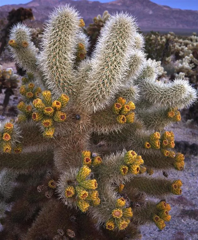 A cholla cactus with yellow flowers and fuzzy spines grows in a desert landscape with mountains.