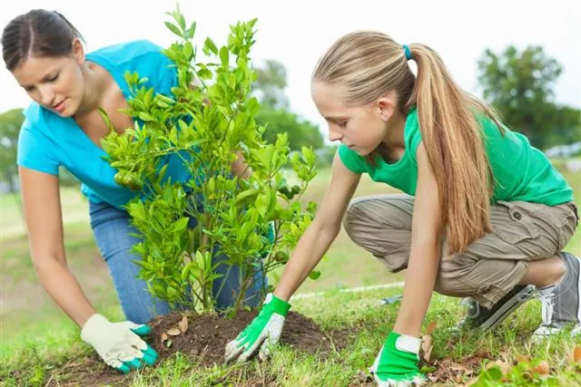 A woman and young girl planting a small citrus tree in a grassy garden.