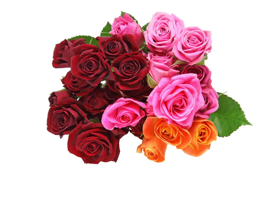 A bouquet of deep red, bright pink, and orange roses with green leaves against a white background.