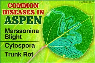 A green aspen leaf showing leaf miner damage next to text listing common diseases such as Marssonina Blight and Cytospora.