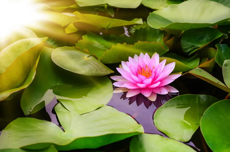 A pink water lily blooms on a pond surrounded by green lily pads with bright sunlight flaring from the upper left.