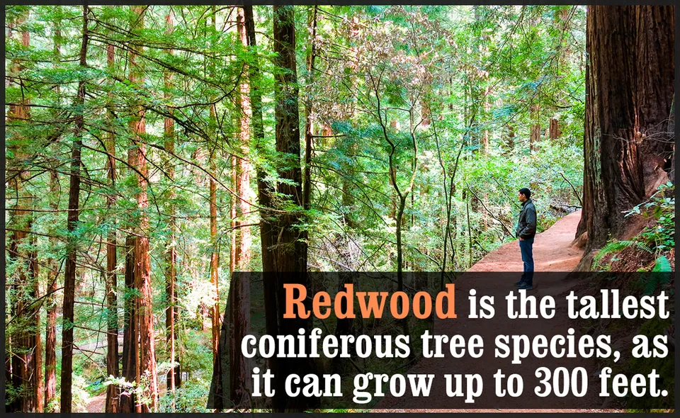 A person stands on a path looking up at towering redwood trees in a dense, sunlit forest.