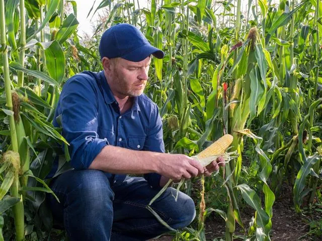 A man crouching in a cornfield holds an ear of corn while surrounded by tall stalks.