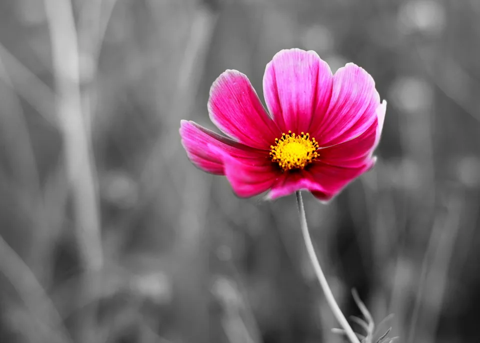 A pink cosmos flower with a yellow center stands in focus against a blurred black and white background.