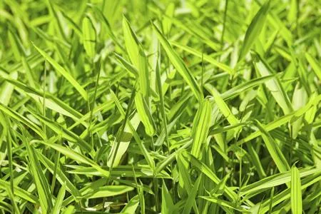 Close-up of bright green crabgrass blades growing densely in a sunlit lawn.