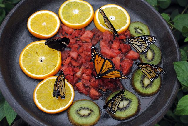 Creative Homemade Butterfly Feeder Ideas