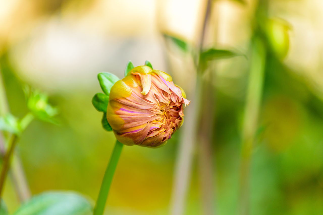 Really Interesting Facts About Dahlia Flowers And Their Meanings