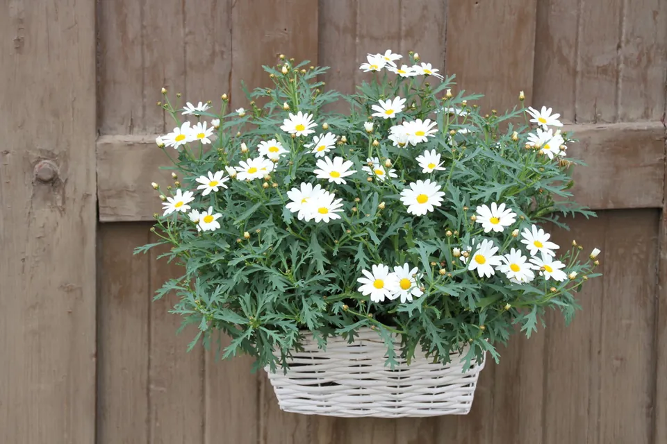 A white wicker basket filled with blooming white daisies hangs against a wooden fence.