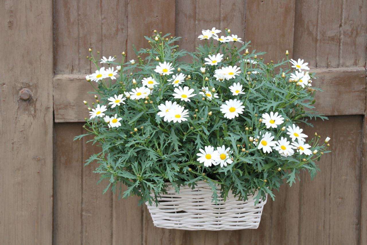 Meaning of Daisy Flowers And Other Facts About These Lovely Blooms