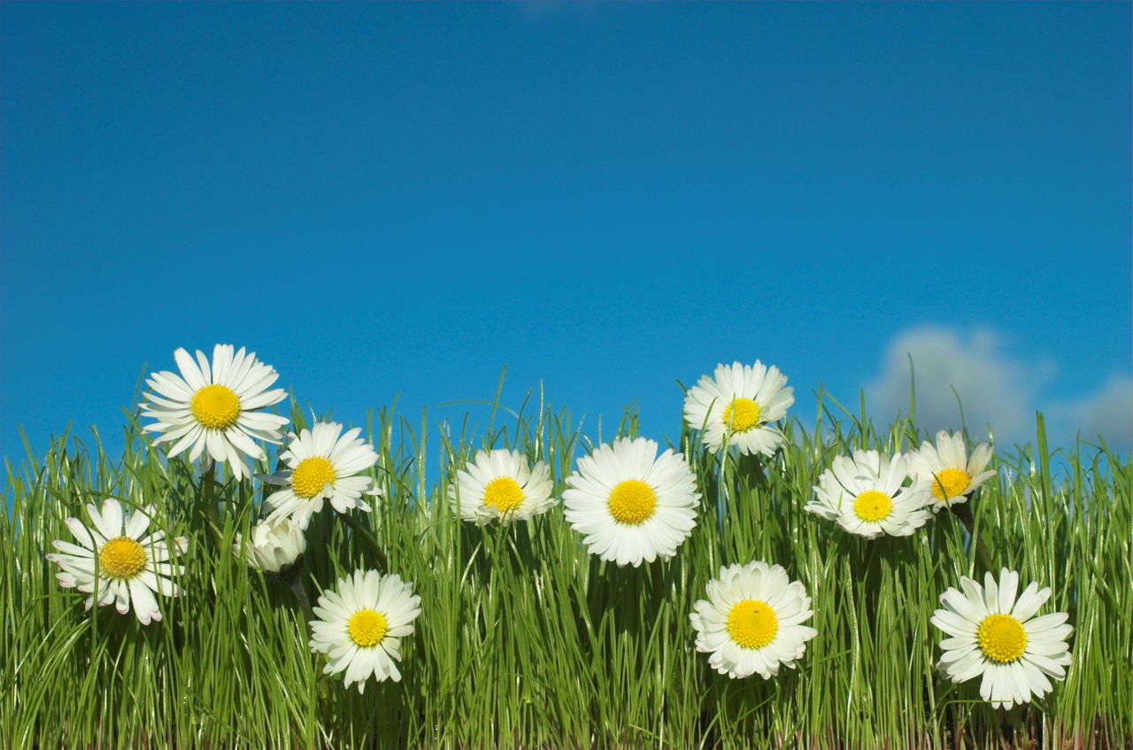 Types of Daisy Flowers With Pin-worthy Pictures