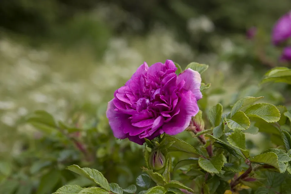 A close-up of a vibrant dark purple rose blooming on a bush with green leaves and a blurred garden background.