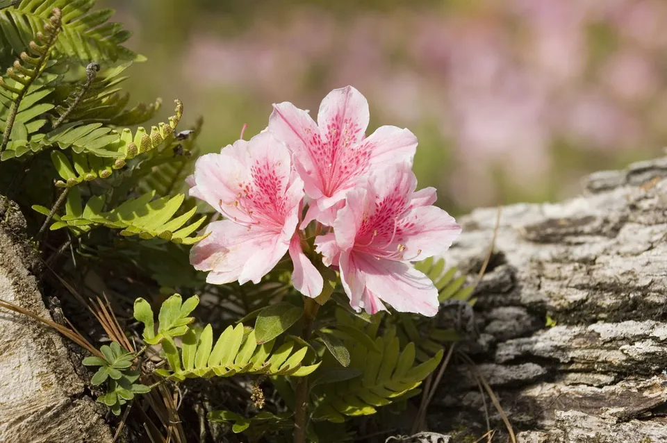 Cluster of pink azalea flowers blooming beside green ferns and a weathered tree trunk.