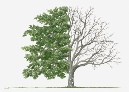 Amazing Facts About Deciduous Trees We All Should Know