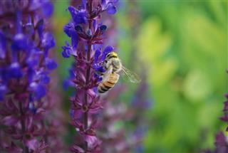 How to Grow Delphiniums: A Must Read for Gardening Enthusiasts