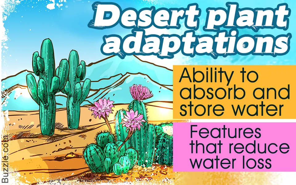 Green cacti with pink flowers growing in a sandy desert landscape with mountains.