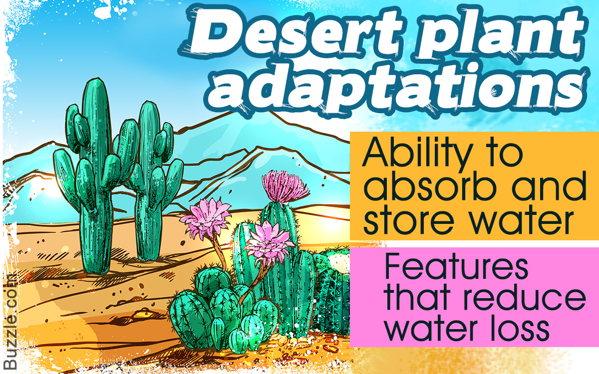 A Comprehensive List of Desert Plants No One Ever Gave You Before