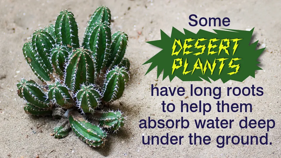 A cluster of green, ribbed cacti with white spines growing in light-colored sand.