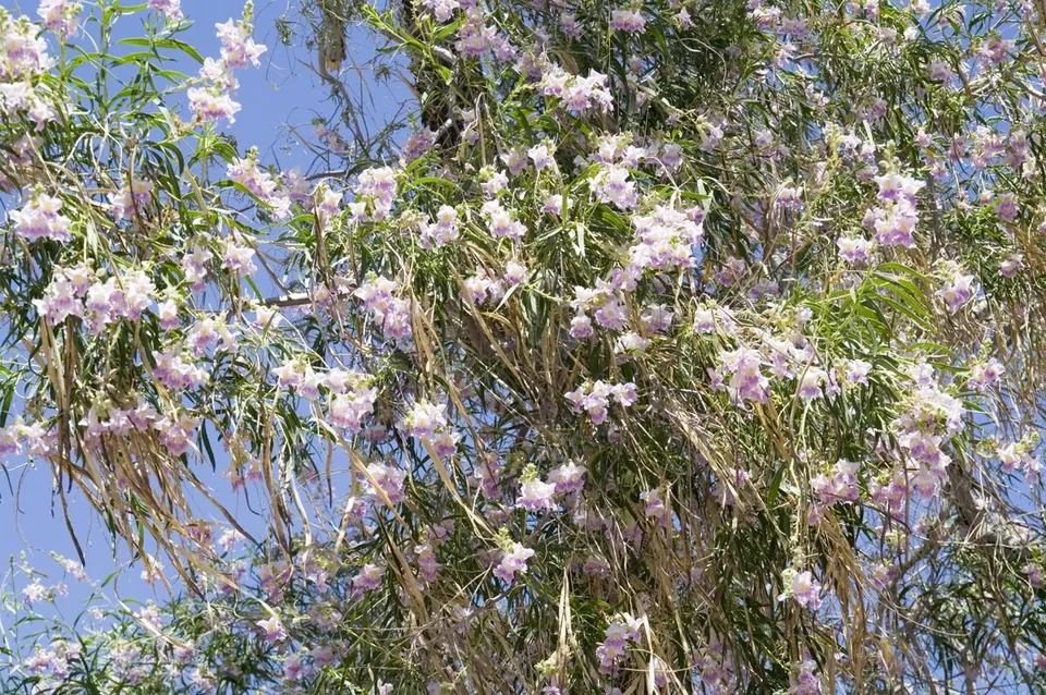 A blooming Desert Willow tree with clusters of light purple flowers and long leaves against a blue sky.